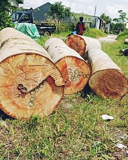 Distributor / Supplier Sengon Kalimantan
